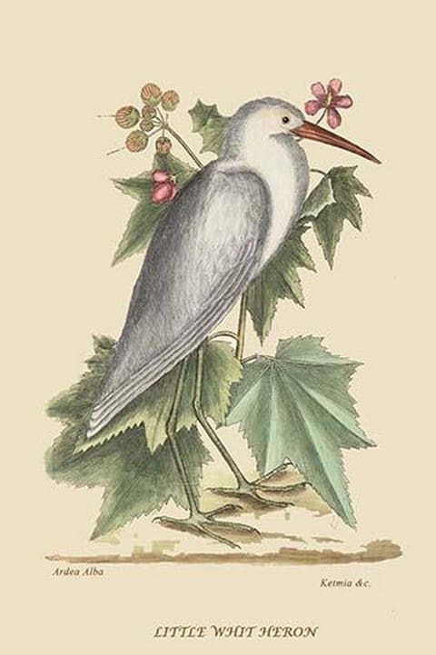 Little White Heron by Mark Catesby #2 - Art Print