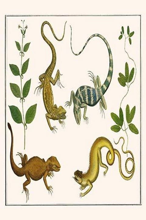 Lizards & Plants by Albertus Seba - Art Print