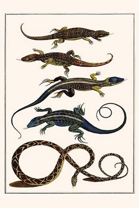 Lizards & Snakes by Albertus Seba - Art Print