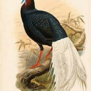 Lobiophasis Bulweri - Bulwer's Pheasant by John Gould - Art Print