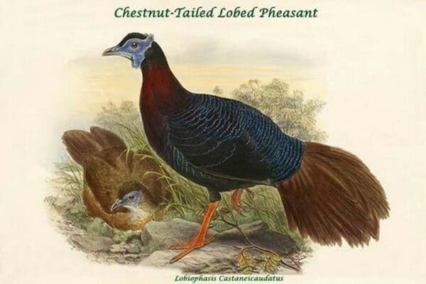 Lobiophasis Castaneicaudatus - Chestnut-Tailed Lobed Pheasant by John Gould - Art Print