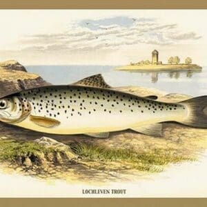 Lochleven Trout by A.F. Lydon - Art Print