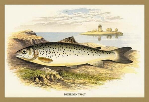 Lochleven Trout by A.F. Lydon - Art Print