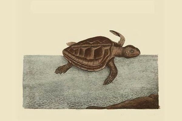 Loggerhead Turtle by Mark Catesby - Art Print