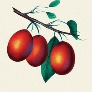 Lombard Plums - Art Print