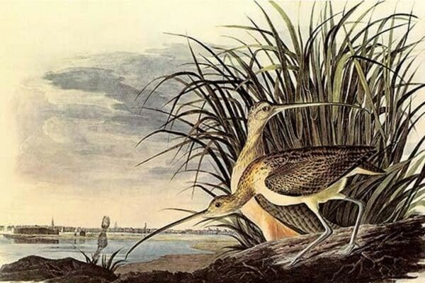 Long-Billed Curlew by John James Audubon #2 - Art Print