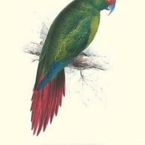 Long Billed Parakeet Macaw Enicogaathus Leptorhynchus Araucaria by Edward Lear - Art Print