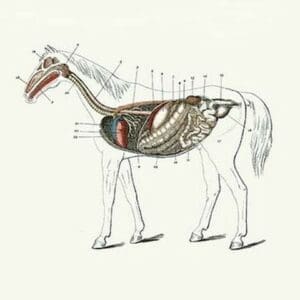 Longitudinal Section of a Horse by Samuel Sidney - Art Print