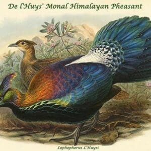 Lophophorus L'Huysi - De l'Huys' Monal Himalayan Pheasant by John Gould - Art Print