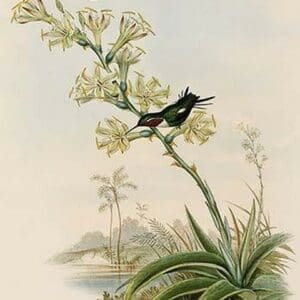 Lucifer Hummingbird by John Gould - Art Print