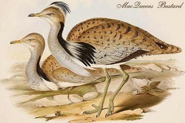 MacQueens Bustard by John Gould - Art Print