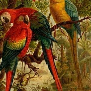 Macaws by Friedrich Wilhelm Kuhnert - Art Print