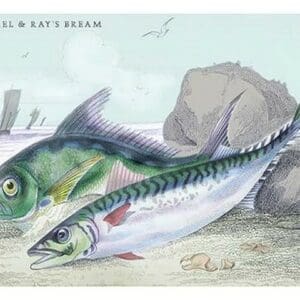 Mackarel and Ray's Bream by Robert Hamilton - Art Print