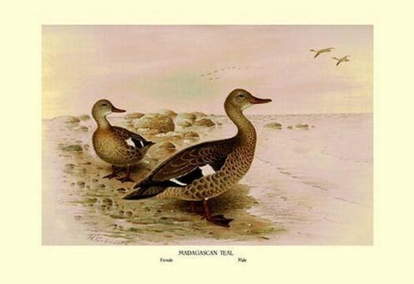 Madagascan Teal by Henrick Gronvold - Art Print