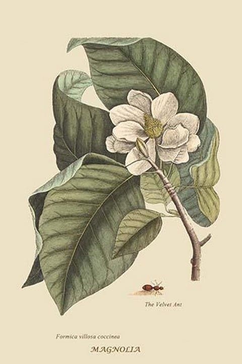 Magnolia by Mark Catesby #2 - Art Print