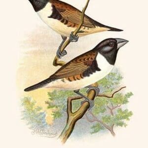 Magpie Mannikin or Pied Grass Fnch by Frederick William Frohawk - Art Print