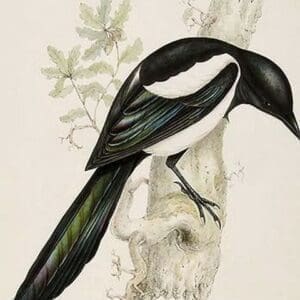 Magpie by John Gould - Art Print