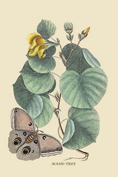 Maho Tree & Moth by Mark Catesby #2 - Art Print