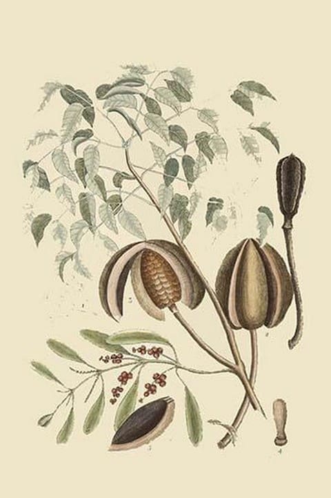 Mahogany Tree by Mark Catesby - Art Print