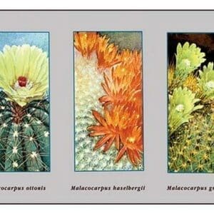 Malacocarpus Ottonis - Art Print