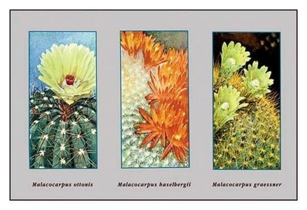 Malacocarpus Ottonis - Art Print