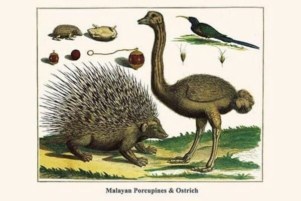 Malayan Porcupines & Ostrich by Albertus Seba - Art Print