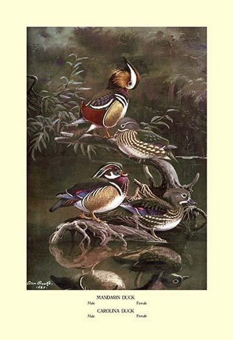 Mandarin and Carolina Ducks by Allan Brooks - Art Print