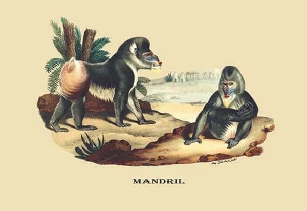 Mandril by E. F. Noel - Art Print