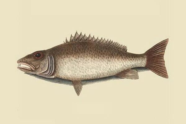 Mangrove Snapper by Mark Catesby - Art Print