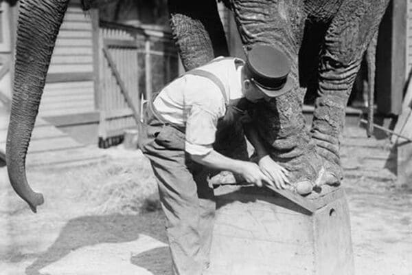 Manicuring an Elephant in New York's Central Park - Art Print