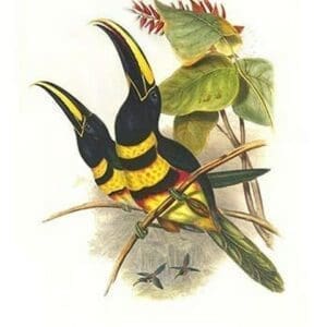 Many-banded aricari by John Gould #2 - Art Print