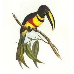 Many-banded aricari by John Gould #3 - Art Print