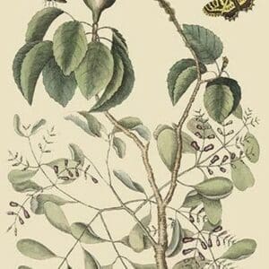 Manzanillo Tree by Mark Catesby - Art Print