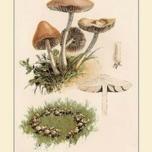 Marasmius Oreades by W. Hamilton Gibson - Art Print