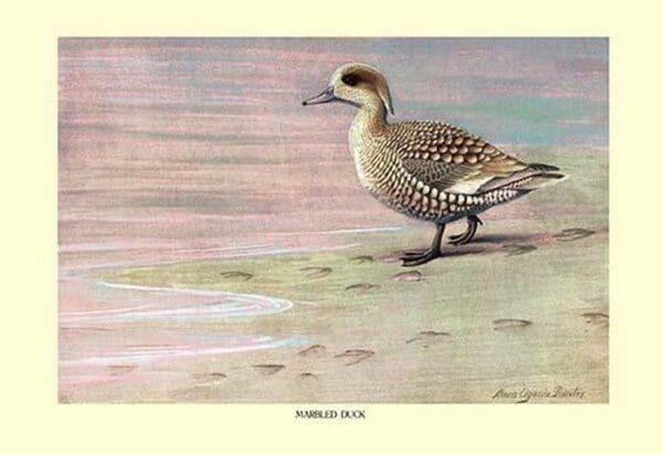 Marbled Duck by Louis Agassil Fuertes - Art Print