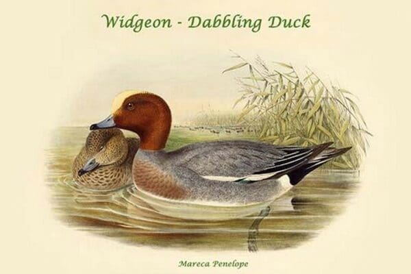 Mareca Penelope - Widgeon - Dabbling Duck by John Gould - Art Print