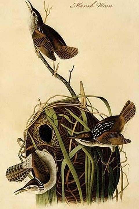 Marsh Wren by John James Audubon - Art Print