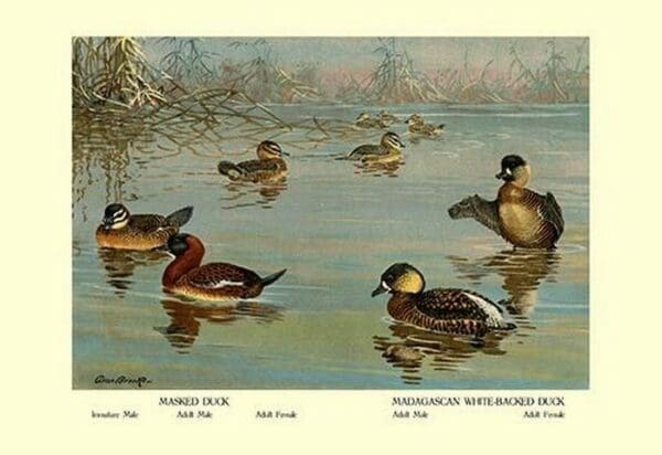 Masked and Madagascan Ducks by Allan Brooks - Art Print