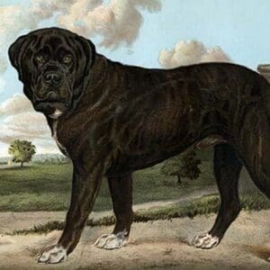 Mastiff by Vero Shaw - Art Print