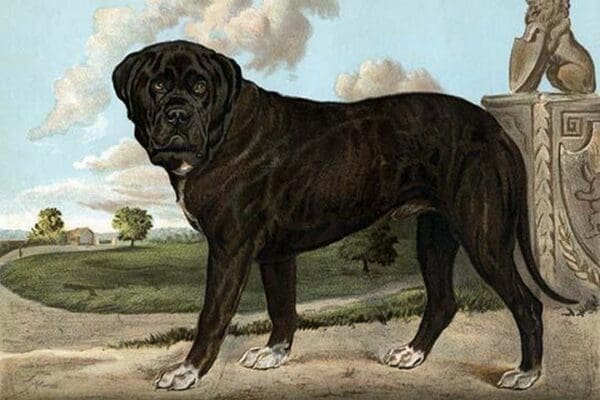 Mastiff by Vero Shaw - Art Print