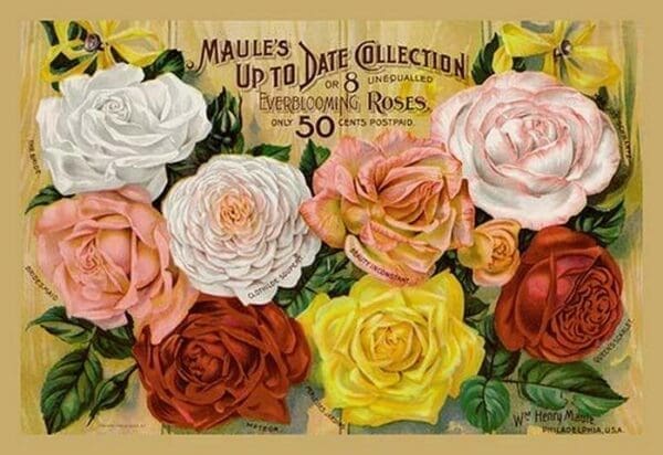 Maule's Up to Date Collection - Art Print