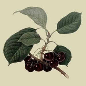 May Duke Cherry by William Hooker #2 - Art Print