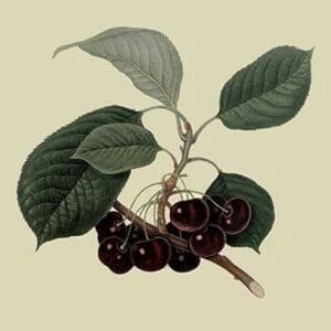 May Duke Cherry by William Hooker - Art Print