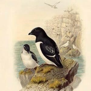 Mergulus Alle - Little Auk by John Gould - Art Print