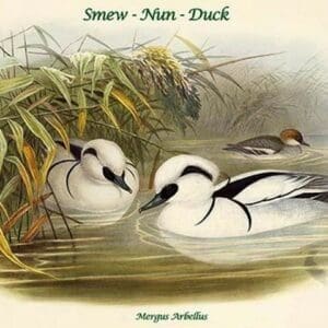 Mergus Arbellus - Smew - Nun - Duck by John Gould - Art Print