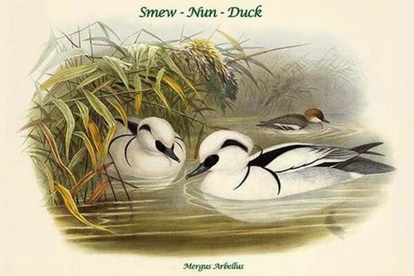 Mergus Arbellus - Smew - Nun - Duck by John Gould - Art Print