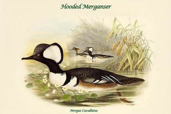 Mergus Cucullatus - Hooded Merganser by John Gould - Art Print