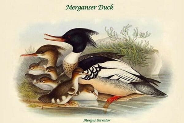 Mergus Serrator - Merganser Duck by John Gould - Art Print