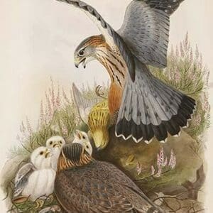 Merlin by John Gould - Art Print