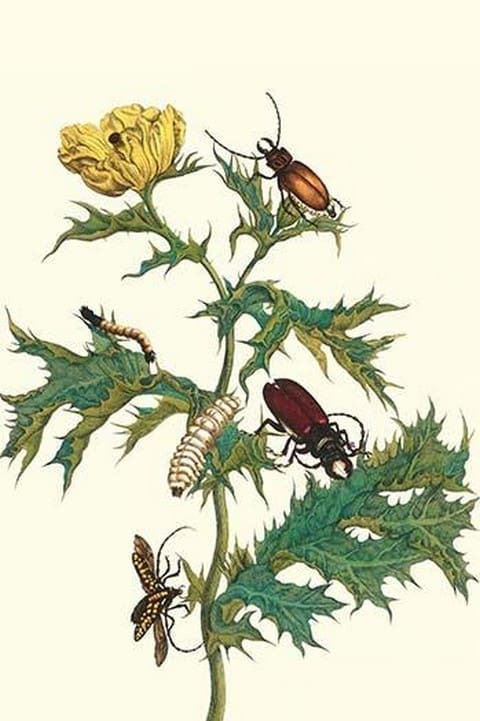 Mexican Prickly Poppy a Longhorned beetle & an Elateridae beetle larva by Maria Sibylla Merian - Art Print